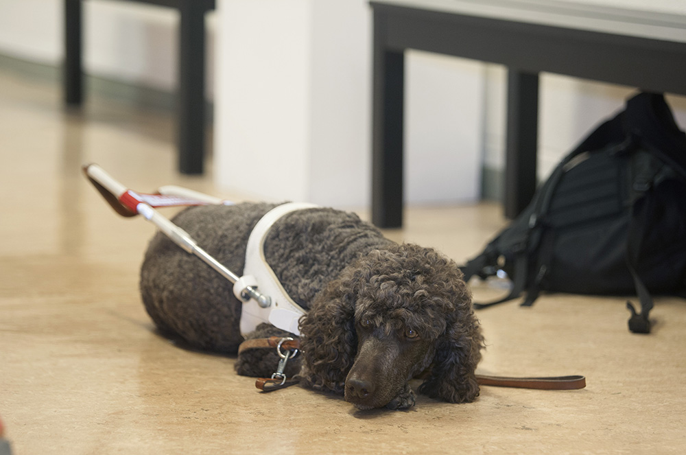 kannbart_activitet_25